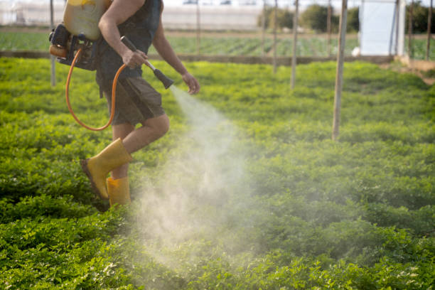 Best Mosquito Control Services  in Justice, IL